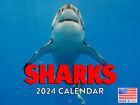 Shark Calender Sharks Gifts 2024 Wall Calendar