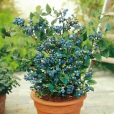 100+ Blueberry Seeds  - Dwarf Top Hat  | Low Bush Variety - Sweet Edible Fruits