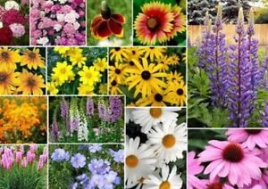 200 MIXED WILDFLOWER  SEEDS FREE SHIPPING FRESH SEED