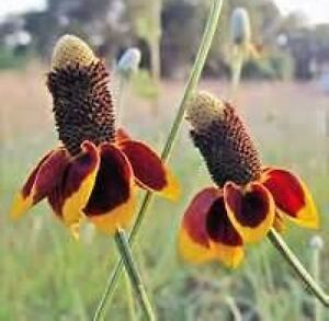 MEXICAN HAT FLOWER 100 FRESH SEEDS FREE USA SHIPPING