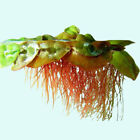 BUY 2 GET 1 FREE Red Root Floater (Phyllanthus Fluitans) Live Aquarium Plants