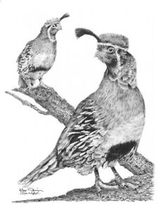 New ListingORIGINAL ART PENCIL DRAWING ILLUSTRATION NATURE BIRD GAMBEL QUAIL HOME DECOR