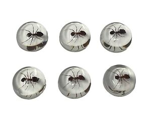 Bugs in Resin for Jewelry Making Accessories Taxidermy Insects Real Ants Odd