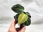Philodendron Melanochrysum, Philodendron Black gold live houseplant in 3