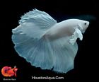 Dumbo Platinum White Over Halfmoon - Live Male Betta Fish - Premium Grade A+++