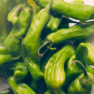 Shishito Pepper Seeds | Non-GMO | Free Shipping | Seed Store | 1014