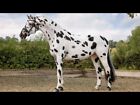 Schleich Toy Knapstrupper Stallion  Horse 5.3 x 2.2 x 4.3 inch