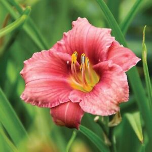 Daylily - Rosy Returns - DF or 2 plants