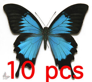 Papilio ulysses ulysses,10pcs,A1,UNMOUNTED butterfly