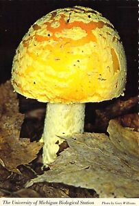 Michigan Fly Agaric Mushroom U of M Biological Station MINT 4x6 postcard CT2