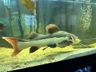 red tail catfish live fish 16inch