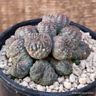 D2922 EUPHORBIA OBESA CRESTED PROLIFICA OLD pot12-H5-W10 cm MaMa Cactus