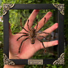 Preserved Bugs Spider Tarantula Framed Clear Shadow Box Insect Taxidermy Decor