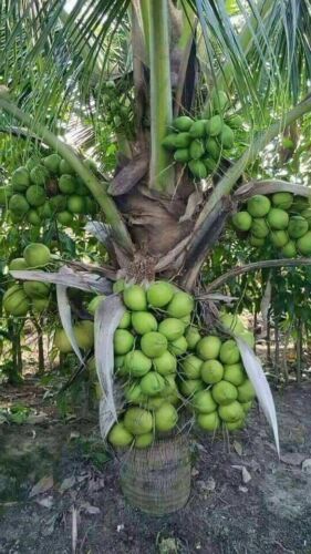 RARE Costa Rican Certified Dwarf Green Malayan Coconuts