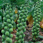 Long Island Improved Brussels Sprouts Seeds, NON-GMO, Variety Sizes, FREE SHIP