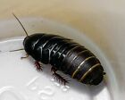 Shadow Cockroaches (P. nigra) / RARE LIVE FEEDER INSECTS / STARTER COLONY