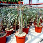 RARE (Pachypodium geayi) MADAGASCAR PALM TREE SEEDS Succulent Cacti Cactus Plant