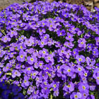 Groundcover AUBRIETA WHITEWELL GEM Purple Rock Cress PERENNIAL Non-GMO 500 Seeds