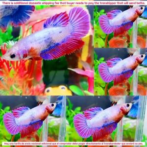 Pink Purple Marble Halfmoon Female - IMPORT LIVE BETTA FISH FROM THAILAND