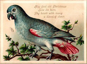 NA-094 Nectar Tolu Fitch's Parrot Bird Quack Medicine Victorian trade Card