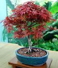 Red Japanese Maple Bonsai Seeds | 10Pk 91% Germination W Instructions (Ever Red)