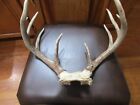 New ListingNice Typical 5x5 10 Point Whitetail Deer Rack Antlers Horns Taxidermy Man Cave
