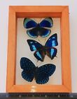 3 REAL BUTTERFLIES FRAMED SPECIAL COLLECTION MOUNTED WOOD DOUBLE GLASS 4.5