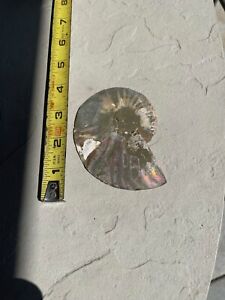 Large 4” Ammonite Fossil W/exposed and polished inside
