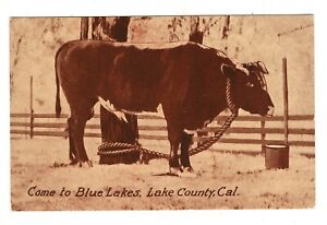 Postcard California Come to Blue Lakes Lake County Cow Vintage