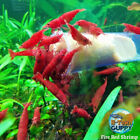 20+2 Fire Red Cherry - Freshwater Neocaridina Aquarium Shrimp. Live Guarantee