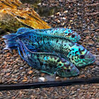Electric Blue Jack Dempsey - South American Cichlid  - Live Fish (.75