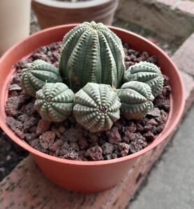 Euphorbia Obesa 