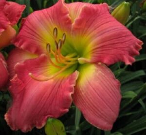 ROSE MASTERPIECE      Daylilies 3 fans Return and multiply yearly World's Finest
