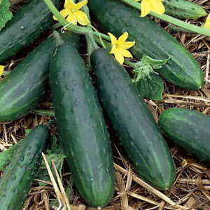 Spacemaster 80 Cucumber Seeds | Non-GMO | Free Shipping | Seed Store | 1063