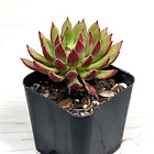 Succulent Pot Plant - Sempervivum Globiferum - In 2