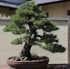 Japonese Black Pine Bonsai Starter kit (live tree seedling 7 to 13 inches)