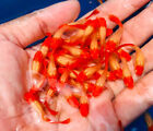 1 TRIO LIVE GUPPY FISH ALBINO KOI HIGH QUALITY USA SELLER - 1 MALE 2 FEMALE