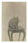 RPPC Cat On Small Wood Stand, 1909