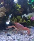 Live Sakura PINK  (super Rare) Juvenile  Crayfish (P.  Clarkii)  1.5 Inch
