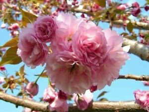 Kwanzan Flowering Cherry Tree 6-12