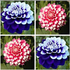 USA-Seller Perennial Flowers Vary Colors Dahlias Seeds 20pcs (#0485)
