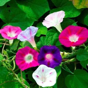 Morning Glory Mixed Flower Seeds | Non-GMO | Heirloom | Fresh Garden Seeds