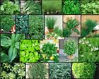 HERB Garden Lot ~ 20 Varieties ~ Over 4,435 FRESH Seeds ~ Non GMO -- Lot 3