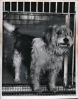 1955 Press Photo Dog of the week for adoption at Animal Protective League