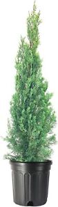 Italian Cypress Tree | Extra Large 3 Gallon Trees | Cupressus Sempervirens |...