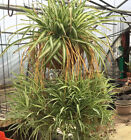 Variegated ￼ Spider Plant In Pot- House plant