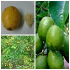 15 Pcs CEYLON Ambarella Seeds SPONDIAS DULCIS JUNE PLUM SEEDS