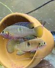 2 Pack Jewel Cichlids 3”+ Wild caught Fresh Water Live Aquarium Fish