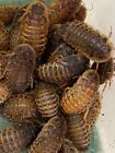 DUBIA ROACHES LARGE