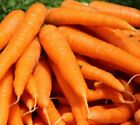 TENDERSWEET CARROT SEEDS 1000+ vegetable GARDEN culinary SOUPS FREE SHIPPING